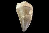 Bargain Mosasaur (Prognathodon) Tooth - Morocco #74974-1